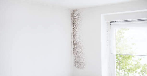 Reliable Waverly, NY Mold Removal Solutions
